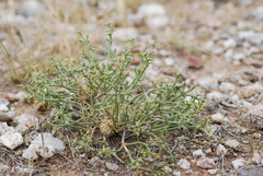 Anabasis brevifolia