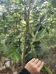Ilex ficoidea