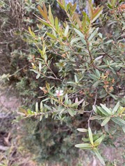 Sannantha pluriflora