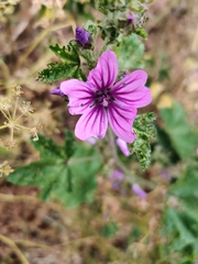 Malva sylvestris