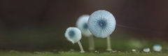 Mycena interrupta