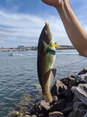 Halichoeres semicinctus