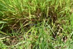 Zoniagrion exclamationis