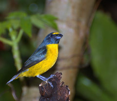 Green-Chinned Euphonia photo 1