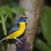Green-throated Euphonia - Photo (c) Dario Sanches, some rights reserved (CC BY-SA)