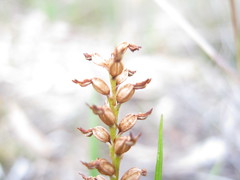 Genoplesium rufum