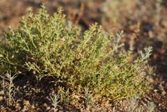 Anabasis brevifolia