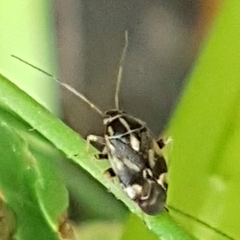Cyphodema instabilis