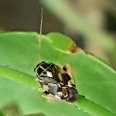 Cyphodema instabilis