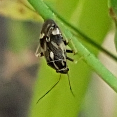 Cyphodema instabilis