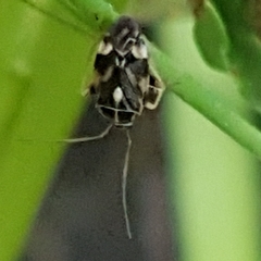 Cyphodema instabilis