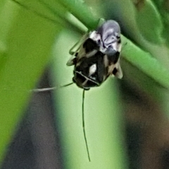 Cyphodema instabilis