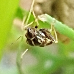 Cyphodema instabilis