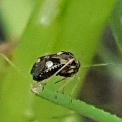 Cyphodema instabilis