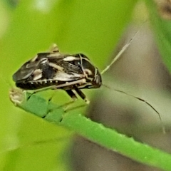 Cyphodema instabilis