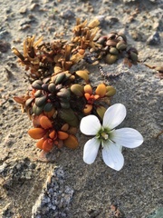 Gentianella saxosa