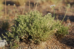 Anabasis brevifolia