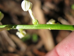 Stackhousia subterranea