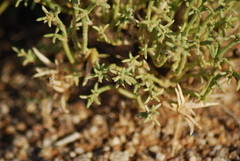 Anabasis brevifolia