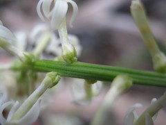Stackhousia subterranea