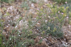 Dianthus pseudarmeria