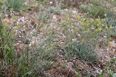 Dianthus pseudarmeria