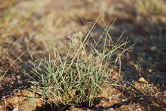 Cleistogenes songorica