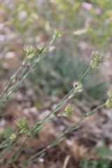 Dianthus pseudarmeria