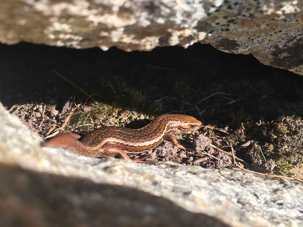 Southern Skink