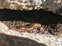 Oligosoma notosaurus