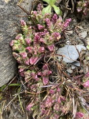Pedicularis ikomai