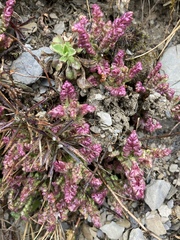 Pedicularis ikomai