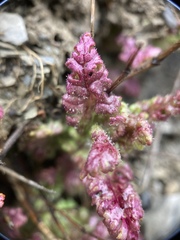 Pedicularis ikomai