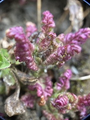 Pedicularis ikomai
