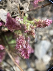 Pedicularis ikomai