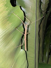 Carausius sechellensis