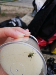 Brachycoleus decolor