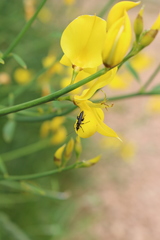 Oedemera atrata