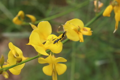 Oedemera atrata
