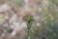 Dianthus pseudarmeria