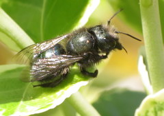 Osmia lignaria propinqua