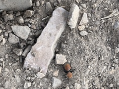 Dasymutilla coccineohirta