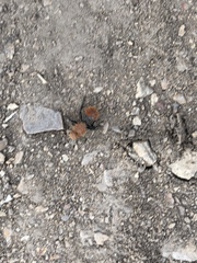 Dasymutilla coccineohirta