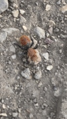 Dasymutilla coccineohirta