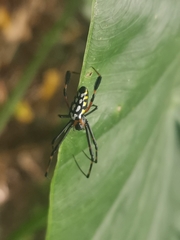Leucauge tessellata