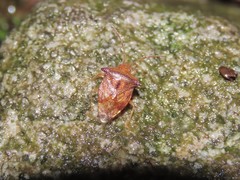 Elasmucha scutellata