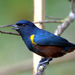 Chestnut-bellied Euphonia - Photo (c) Dario Sanches, some rights reserved (CC BY-SA)