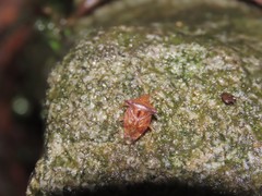 Elasmucha scutellata