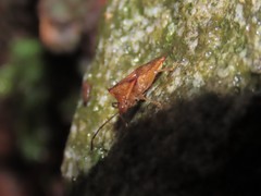 Elasmucha scutellata