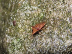 Elasmucha scutellata